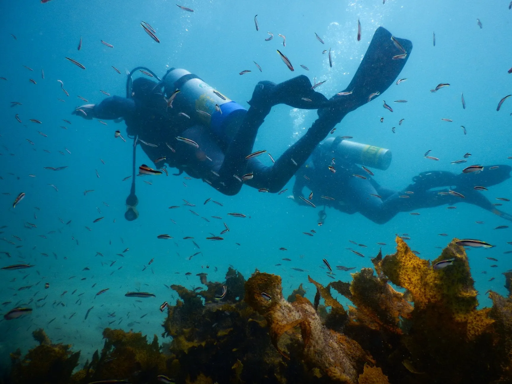 PADI Open Water Diver - Learn How to Dive: Sunday Start