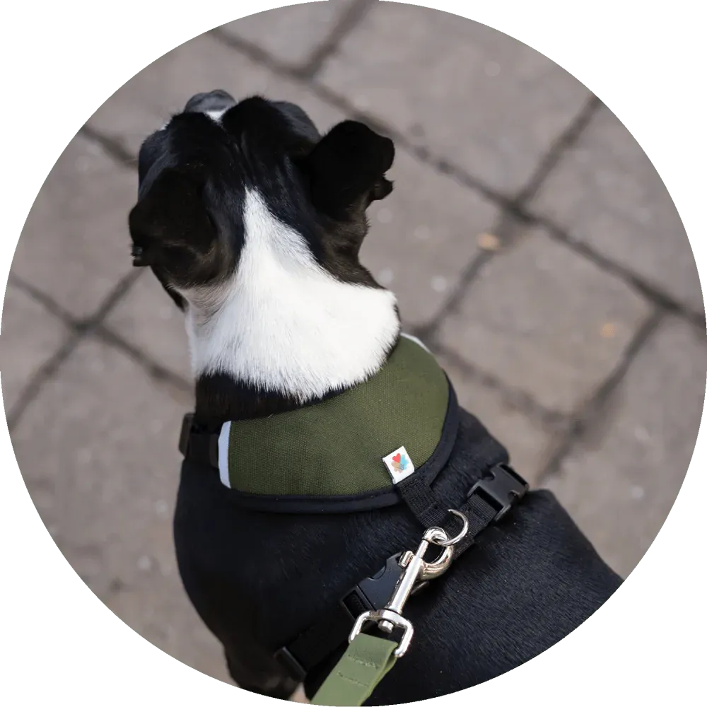 Sutro Snug Fit Dog Harness