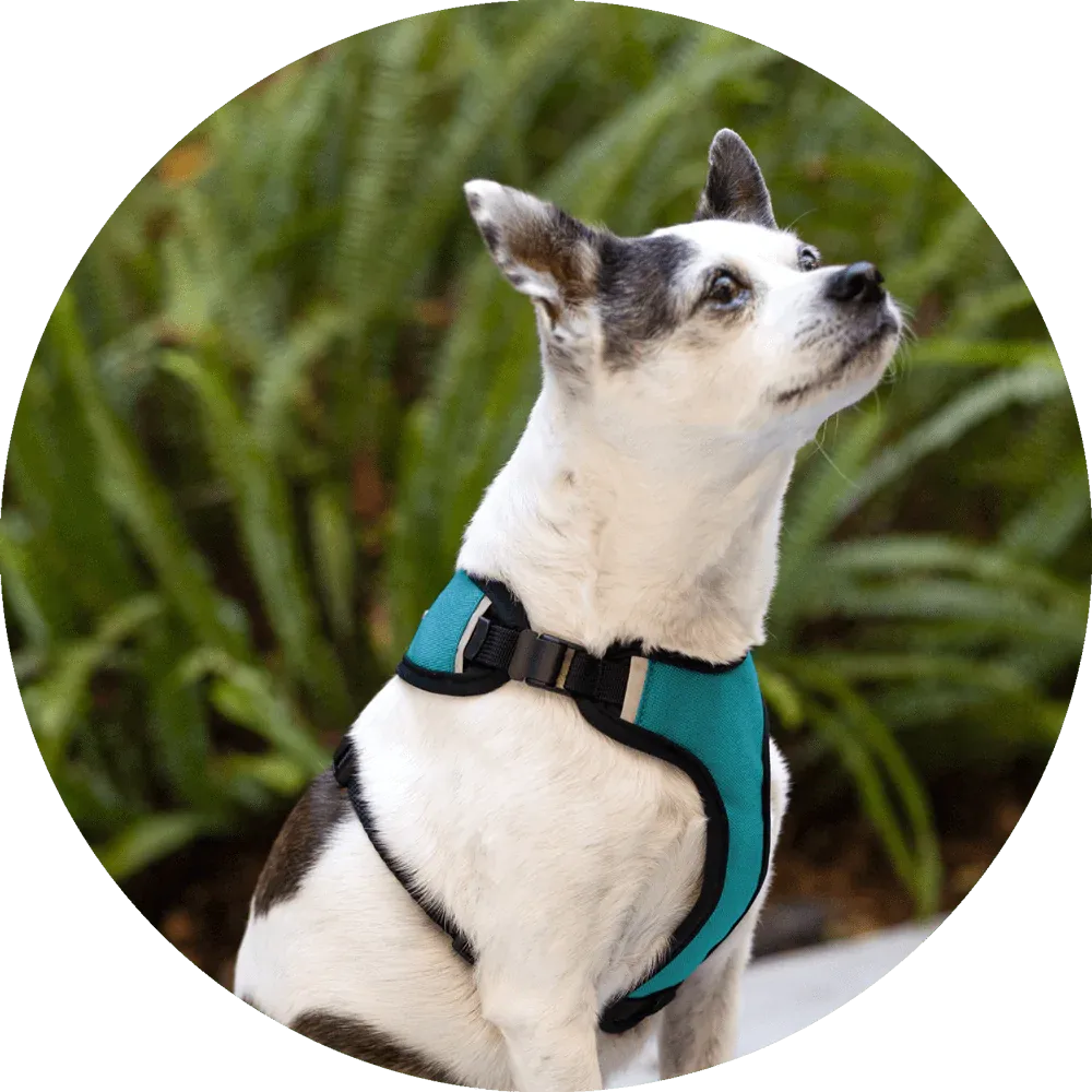 Sutro Snug Fit Dog Harness