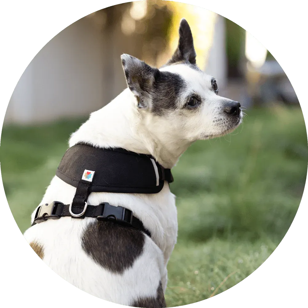 Sutro Snug Fit Dog Harness