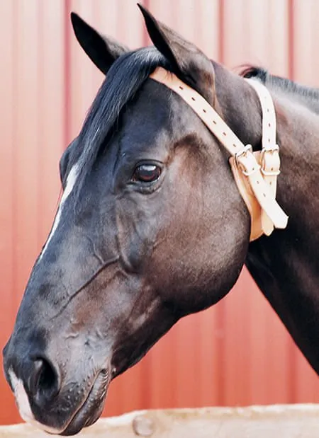 The Original Miracle Cribbing Collar, Average